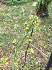 Youngia thunbergiana