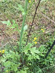 Youngia thunbergiana