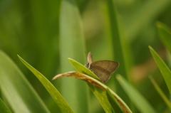Cissia phronius