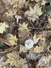 Inocybe pallidicremea