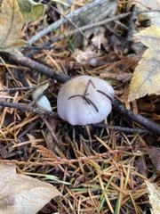 Inocybe pallidicremea