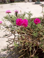 Portulaca grandiflora
