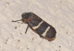 Aeneolamia albofasciata