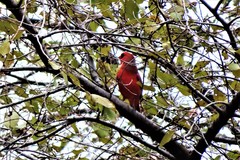 Cardinalis cardinalis
