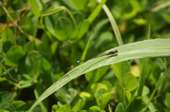 Oxyagrion