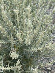 Senecio patagonicus