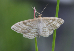 Idaea macilentaria