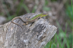 Podarcis siculus campestris