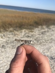 Trimerotropis maritima