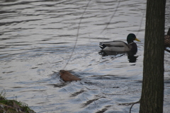 Ondatra zibethicus