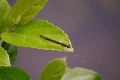 Heliocypha perforata