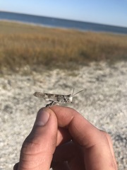 Trimerotropis maritima