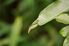 Heliocypha perforata