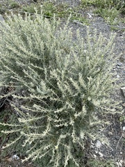 Senecio patagonicus
