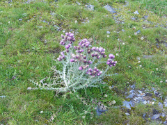 Carduus carlinoides