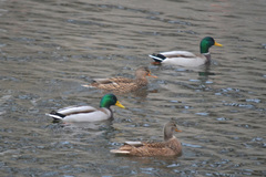 Anas platyrhynchos