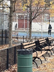 Sciurus carolinensis