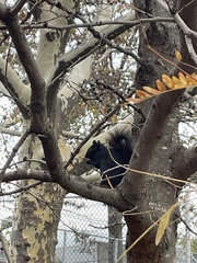Sciurus carolinensis