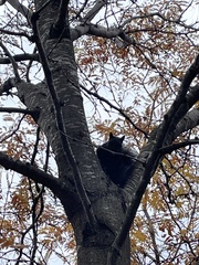 Sciurus carolinensis