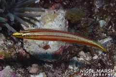 Hologymnosus doliatus