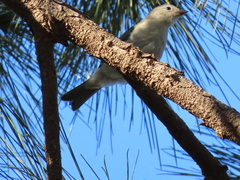 Thraupis sayaca