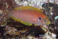 Black Leopard Wrasse photo 1