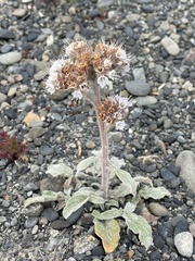 Phacelia secunda
