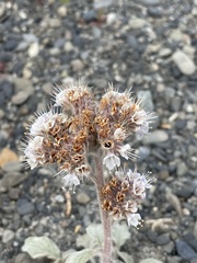 Phacelia secunda