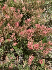Searsia magalismontana magalismontana