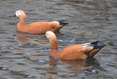 Tadorna ferruginea