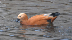 Tadorna ferruginea
