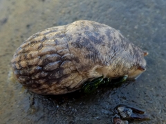Gastropoda