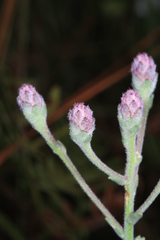 Carphephorus tomentosus