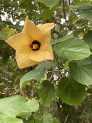 Hibiscus tiliaceus tiliaceus