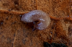 Gastropoda