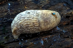 Gastropoda