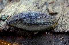 Gastropoda