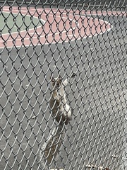 Sciurus carolinensis