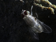 Diptera