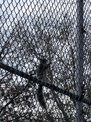 Sciurus carolinensis