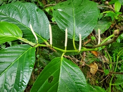 Piper glabrescens