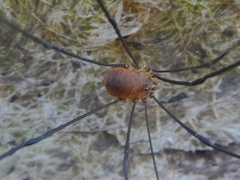 Leiobunum blackwalli