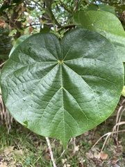 Hibiscus tiliaceus tiliaceus