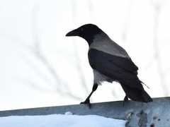 Corvus cornix