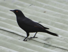 Onychognathus nabouroup