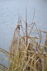 Typha latifolia