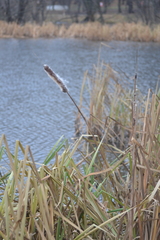 Typha latifolia