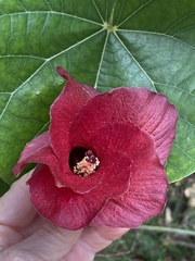 Hibiscus tiliaceus tiliaceus