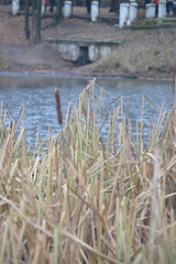 Typha latifolia