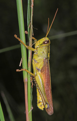 Schistocerca alutacea